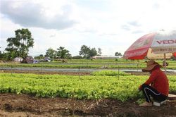 Tiếp tục đổi mới, nâng cao hiệu quả kinh tế tập thể