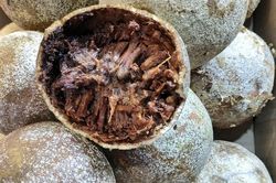 Lạ đời loại quả miền Tây vỏ cứng như đá, bổ ra đen sì nhưng nấu món nào cũng mê