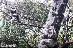 Phát hiện thêm các đàn voọc chà vá chân nâu ở khu Bảo tồn thiên nhiên Bà Nà - Núi Chúa