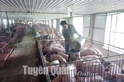Kiểm soát dịch, sớm ổn định chăn nuôi lợn