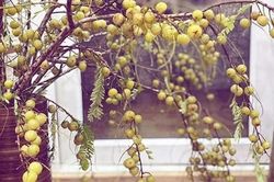 Cành me trĩu quả, các chị em đua nhau mua về cắm đón gió lạnh đầu đông, chơi xong lấy ra ngâm rượu