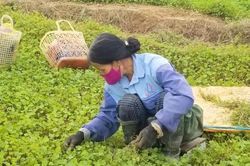 Kinh tế Khoa học - công nghệ Nghiên cứu hoàn thiện quy trình công nghệ nhân giống cây rau má
