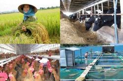 Tiếp tục thực hiện chính sách hỗ trợ bảo hiểm nông nghiệp