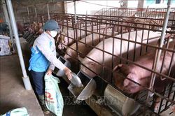Giá lợn hơi có xu hướng tăng trở lại