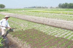 Kinh tế Thông tin thị trường Thịnh xu hướng sản xuất và tiêu dùng sản phẩm 'organic'