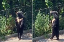 Chú gấu đen hờ hững,dạo bước đi bằng 2 chân 'ngắm cảnh'
