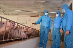 Giá lợn giảm xuống đáy, Bộ trưởng nói 'đừng vội hoảng hốt'