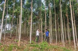 Bài cuối: Để phát triển bền vững vùng quế