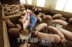 Giá lợn hơi đang tăng lên từng ngày