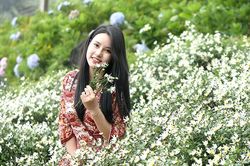 Lên Sa Pa 'check-in' ruộng hoa cúc họa mi
