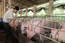 Lợn hơi tăng giá dựng ngược, chỉ sau 1 ngày dân nuôi thoát lỗ tiền tỷ