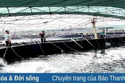 Xã Quảng Nham vào vụ tôm thu đông