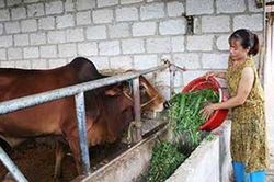 Hội viên phụ nữ làm giàu từ nuôi bò vỗ béoTin khácXét tặng danh hiệu 'Công dân Lạng Sơn ưu tú': Tôn vinh những tấm gương điển hìnhNỗ lực thực hiện Nghị quyết số 116