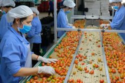 Nhiều dư địa cho rau, quả vào thị trường EU