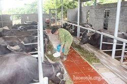 Mô hình tuần hoàn khép kín chăn nuôi gia súc - giun quế - cây trồng