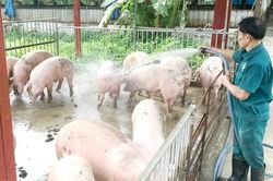 Thanh Hóa: Tiêu hủy 1.193 con lợn do bệnh dịch tả lợn Châu Phi