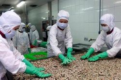 Xuất khẩu thủy sản sang Mỹ phục hồi mạnh