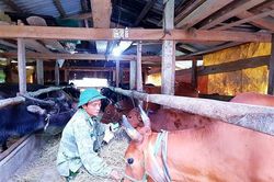 Người ở lại Tân Pun để làm giàu