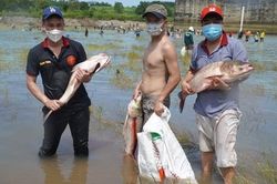 Người dân đánh bắt hàng chục tấn cá trong ngày thủy điện ngưng xả tràn
