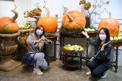 Chi gần chục triệu đồng mua bí ngô khổng lồ trang trí Halloween