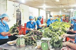 Đưa lao động trở lại chuỗi liên kết nông nghiệp