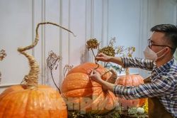 Người dân Thủ đô săn bí ngô 'siêu khổng lồ' giá chục triệu để trang trí Halloween