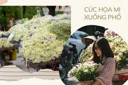 Cúc họa mi xuống phố đầu mùa nở căng đẹp, bó to 10 cành có giá 100 ngàn