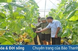 Làm giàu từ trồng dưa lưới công nghệ cao