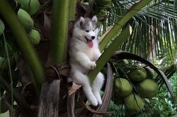 Những pha mắc kẹt siêu hài hước của động vật vì trót 'nghịch dại'