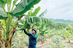 Kinh tế Nông nghiệp - Nông thôn Vườn cây trái xanh mướt của anh A Mi
