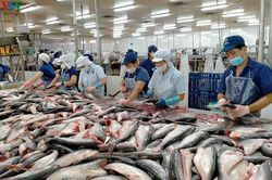 Tổ chức sản xuất tốt sẽ khôi phục ngành cá tra