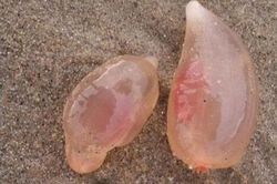 10 năm đi dọc bãi biển chưa từng gặp 'kẹo dẻo' này, chuyên gia: Nếu muốn sống, đừng ăn!
