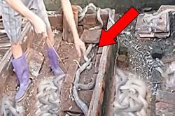 Người đàn ông lật những viên ngói cũ lên, bất ngờ với những sinh vật cực độc lúc nhúc bên dưới