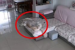 Clip: Chú chó mê ngủ nhất Hệ mặt trời