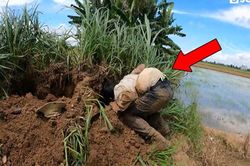 Đào hang sâu bên bờ ruộng, nhóm người phát hiện loài rắn độc hơn cả hổ mang chúa và cạp nong