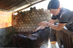 Cần thông tin rõ nguồn gốc thịt heo