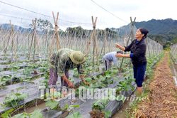 Kim Bình phát huy vai trò tiên phong, gương mẫu của đảng viên