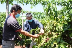 Hợp tác xã Tâm Thành: Ký hợp đồng cung cấp 100 tấn cà phê tươi