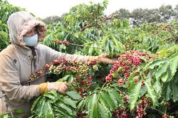 Tây Nguyên thiếu lao động hái cà phê, giá thuê tăng gấp đôi