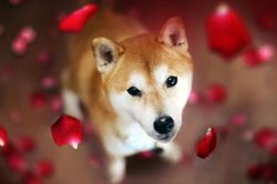 Chó Shiba đắt hàng nhờ các loại coin động vật