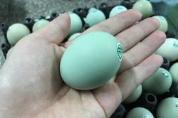Đắt hơn loại thường, trứng gà ví như 'nhân sâm' có gì đặc biệt?