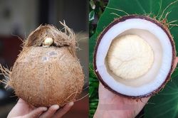 Phần này của quả dừa có giá 300.000 đồng/kg nhưng không phải lúc nào cũng có sẵn