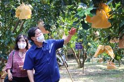 Cây ăn quả vào vụ thu hoạch chính