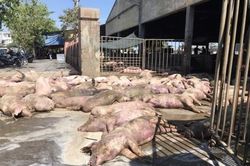 Kinh tế Nông nghiệp - Nông thôn Hàng loạt xác lợn chết bị vứt bỏ dọc đường
