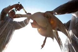 Đức phát hiện ổ dịch cúm gia cầm H5N1 tại bang Niedersachsen