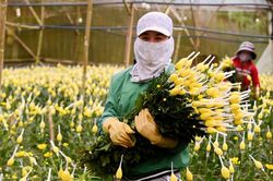 Hoa cúc Đà Lạt tăng giá mạnh