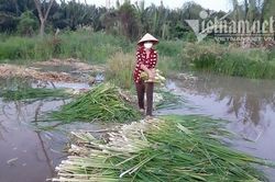 Đặc sản miền Tây mọc dại ven Sài Gòn, người dân cả tháng không tốn tiền mua rau