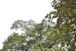 Dưới bóng cây đa cổ