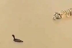 Clip: Vịt chơi trò 'mèo vờn chuột' với hổ