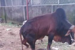 Đàn bò trị giá hàng trăm triệu bị kẻ xấu chặt đứt chân